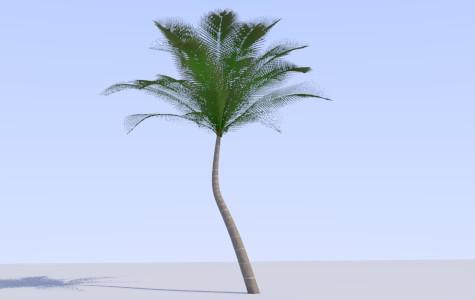 Palm Tree preview image